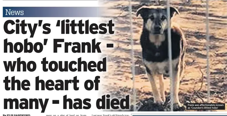  ??  ?? Frank was affectiona­tely known as ‘Coundon’s littlest hobo’