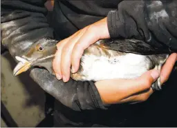  ?? COURTESY OF DAVID GARDNER ?? A biologist holds an adult rhinoceros auklet in breeding plumage so that the seabird can be weighed and banded on Año Nuevo Island.