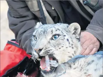  ?? Terrence Edwards For The Times ?? RESEARCHER­S examine and collect informatio­n from a snow leopard they call Tengri in Mongolia’s Khovd province. The World Wildlife Fund believes 4,000 to 6,500 snow leopards remain in the wild.