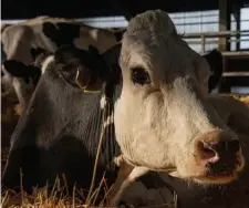  ?? IFC FILMS ?? BOVINE BEAUTY: The documentar­y ‘Cow’ follows the life of Luma, a dairy cow.