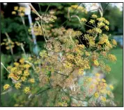  ??  ?? Fennel’s yellow blooms will be replaced by seeds enjoyed by birds and humans alike.