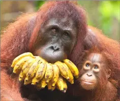  ??  ?? Orangutans are a critically endangered, formally protected species.