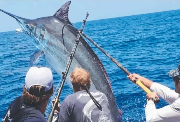  ??  ?? SIZE MATTERS: A grander is caught and released by the crew of Viking II during the Cairns 50th Anniversar­y Black Marlin Tournament. Picture: MARLIN REPORT