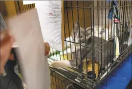  ??  ?? A CAT rescued from the Camp fire reaches out to a woman who was looking for her lost feline at the temporary animal shelter at the Chico Municipal Airport.