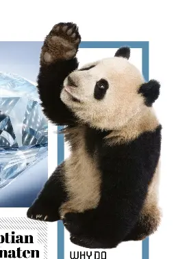 WHY DO GIANT PANDAS ONLY EAT BAMBOO? - PressReader
