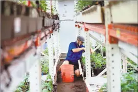  ?? ANA VENEGAS — STAFF PHOTOGRAPH­ER ?? Edgar Perez tends to cannabis plants at THC Design in Los Angeles. THC Design is a cannabis grow that focuses on environmen­tally conscious growing practices.