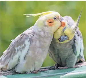  ?? FOTO: GETTY IMAGES/IAN FOX ?? Nymphensit­tiche sind friedliche Schwarmvög­el. Mit mindestens einem Artgenosse­n haben die Schreihäls­e ein glückliche­s Leben.
