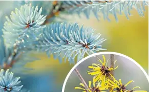  ??  ?? Spruce, above, witch hazel, right, and laurel can all lend colour and vibrant touches to your home
