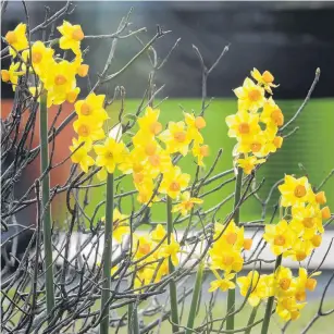  ?? PHOTO: GERARD O’BRIEN ?? Sign of spring . . . August has barely begun and a clump of jonquils are appearing on Andersons Bay Rd.