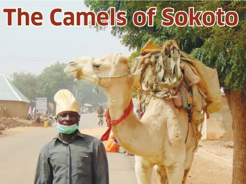  ??  ?? The camel is a regular mode of transporta­tion in many rural, and not-so-rural parts of Sokoto State