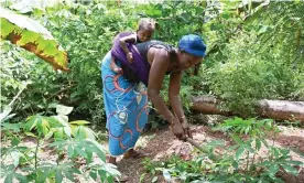  ?? Photograph: Issouf Sanogo/AFP/Getty Images ?? A member of a farming cooperativ­e working in a field near Divo, Ivory Coast. Most of the world’s food is still raised by small farmers.