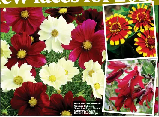  ??  ?? PICK OF THE BUNCH: Cosmos Rubies in Sunshine. Right: Zinnia Sombrero, top, and Dierama Blood Drops