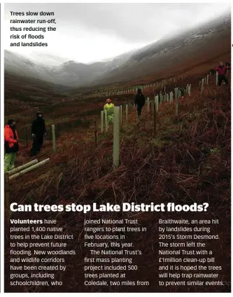 ??  ?? Trees slow down rainwater run-off, thus reducing the risk of floods and landslides