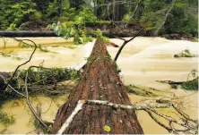  ?? Michael Short / Special to The Chronicle ?? Fallen redwoods lie across the muddy, swollen Big Sur River near St. Francis Church of the Redwoods on Highway 1.