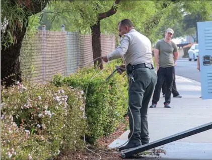  ?? Austin Dave /The Signal ?? A Los Angeles County Department of Animal Care and Control worker coaxes an injured baby deer from a bush following a traffic crash that involved three vehicles. None of the people involved in the incident were taken to the hospital.