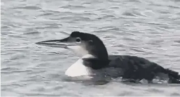  ??  ?? A Great Northern Diver