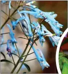  ??  ?? EYE-CATCHING: The corydalis Porcelain Blue, Cape primrose Gold Dust, below, and clematis Taiga, right