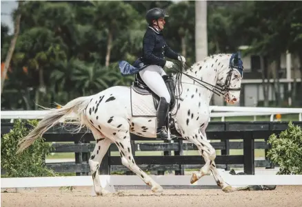  ??  ?? The Knabstrupp­er is growing in popularity in the uSA. Pictured:
CCS Theoden owned by Melyni Worth and ridden by Meagan Maloney.