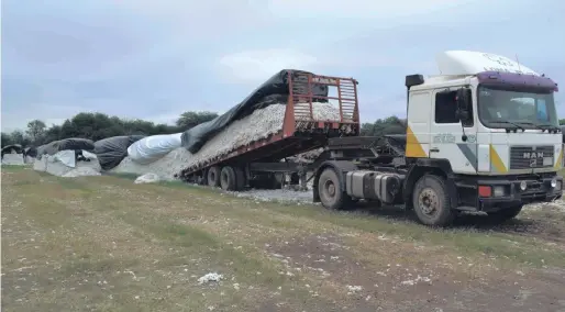  ??  ?? Descarga de algodón con succión, de un semicamión en la planta de recepción.