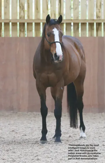  ??  ?? ‘Thoroughbr­eds are the most intelligen­t horses to work with’: Jock Hutchison in the indoor arena with ex-racehorse Peopleton Brooke, who takes part in RoR demonstrat­ions