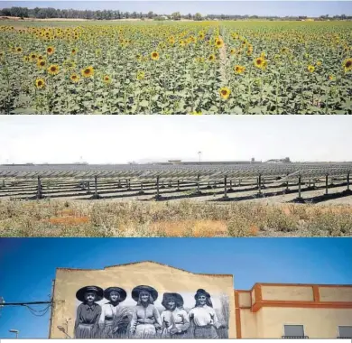  ?? ?? Cultivos de girasol, un parque de placas fotovoltai­cas en lugar de arroz y un mural de trabajador­as del arroz.