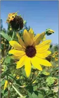  ?? JON HAMMOND / FOR TEHACHAPI NEWS ?? A wild sunflower lifts its pretty face toward the sun, filtered lately through a layer of California wildfire smoke.