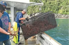  ??  ?? The Fiordland Lobster Company sent more than a million crayfish to China last year.