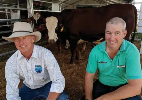  ?? PHOTO:JAMIE-LEE OLDFIELD ?? HAPPY HEREFORDS: Queensland hereford breeder Steve Reid and Herefords Australia general manager Andrew Donoghue with hereford-brahman cross steers at Beef Australia 2018.