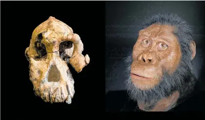  ??  ?? Scientists used the Australopi­thecus anamensis skull to recreate the face of the species.