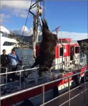  ?? (Photo DR) ?? L’un des trois sangliers morts retrouvé flottant à l’entrée du port de Monaco.