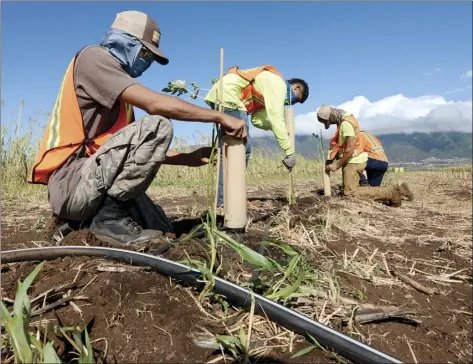  ?? The Maui News / MATTHEW THAYER photos ?? Mahi Pono In the Fields summer interns Owen Siminski, 18, (from left) Peter Ledesma, 16, Nalu Shiffler, 17 and Nick Strand, 17, tend to newly planted papaya trees Tuesday.