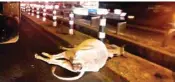  ?? PIC/MPOST ?? A cow lying dead on NH-8 in Gurugram