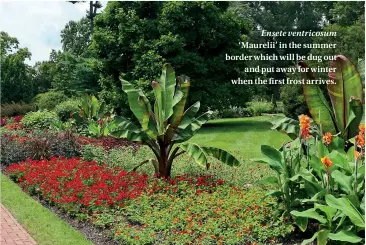  ??  ?? Ensete ventricosu­m ‘Maurelii’ in the summer border which will be dug out and put away for winter when the first frost arrives.