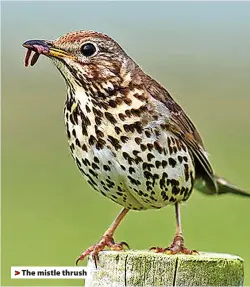  ?? ?? > The mistle thrush