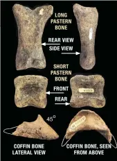  ??  ?? LONG PASTERN BONE REAR VIEW SIDE VIEW SHORT PASTERN BONE FRONT REAR COFFIN BONE LATERAL VIEW COFFIN BONE, SEEN FROM ABOVE Ethan Allen’s fore pastern bones and coffin bone show no pathology.