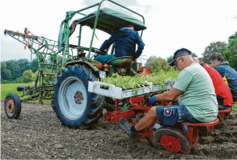  ?? Fotos: Felicitas Macketanz ?? Mit diesem Traktor und per Handarbeit wurden die Silphie Setzlinge in den Boden eines Feldes bei Au gepflanzt. Das Gewächs soll unter anderem Bienen als Nahrungsqu­elle dienen.