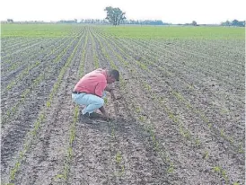  ??  ?? Estratégic­o. La siembra de maíz la divide en fecha temprana y tardía.