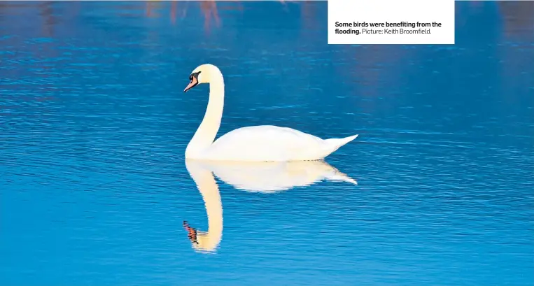  ?? Picture: Keith Broomfield. ?? Some birds were benefiting from the flooding.