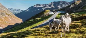  ?? Foto: Alexander Maria Lohmann ?? Wo beim Saisonstar­t Ende Mai noch meterhoch Schnee lag, begrüßen einen jetzt am Rande der Timmelsjoc­h Hochalpens­traße zahlreiche Schafe und grüne Wiesen.