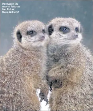  ??  ?? Meerkats in the snow at Twycross Zoo. Picture: Nicola Williscrof­t