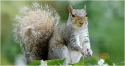  ?? ?? Pest or vermin, grey squirrels still need to be controlled, says William Fowler