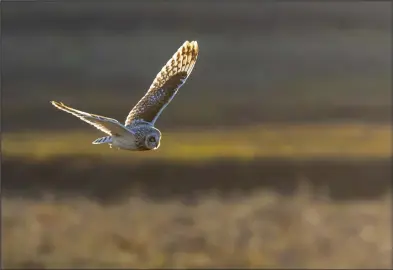  ?? Photo by Kate Persons ?? OPEN-COUNTRY HUNTER— A short-eared owl searches for prey on the tundra outside of Nome.