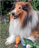  ?? John Newick ?? Robbie the collie went missing in West Auckland.