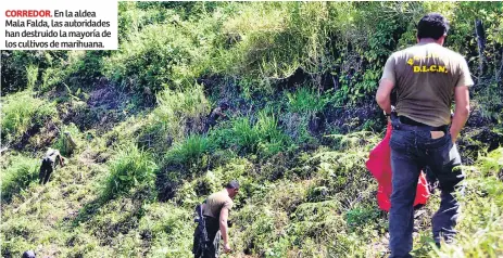  ??  ?? CORREDOR. En la aldea Mala Falda, las autoridade­s han destruido la mayoría de los cultivos de marihuana.