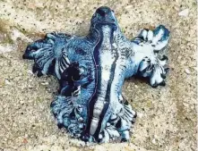  ?? PROVIDED BY MISSION-ARANSAS NATIONAL ESTUARINE RESEARCH RESERVE ?? The blue dragon, pictured at Bob Hall Pier in Corpus Christi, is a sea slug whose sting can cause nausea, pain, vomiting and even death in some extreme cases.