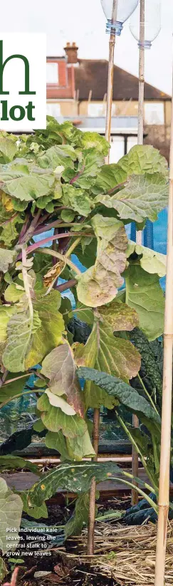  ??  ?? Pick individual kale leaves, leaving the central stalk to grow new leaves