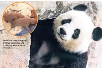  ?? FOTOS: DPA ?? Pandabärin Meng Meng hat Zwillinge bekommen und sich bislang als gute Mutter erwiesen.