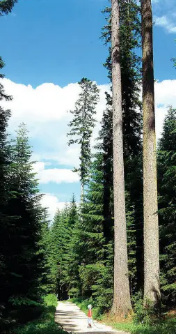  ??  ?? Verso l’alto Le «colonne della Casaia», due maestosi abeti (uno bianco e uno rosso) che dominano la zona del Cermis, nel comune di Cavalese: sono alti ben 50 metri e hanno circa duecento anni