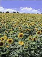  ??  ?? The biggest sunflower garden sits on a 20.8sq km field.