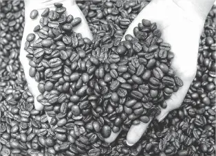  ??  ?? panorama de muchas especies de café si se toma en cuenta el cambio climático. Inquieta el ARCHIVO LA NUEVA.